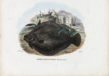 Europeisk flyndre, 1863-79